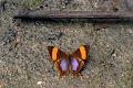 NYMPHALIDAE, Marpesia corinna
